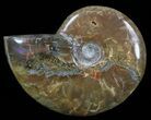 Flashy Red Iridescent Ammonite - Wide #52308-1